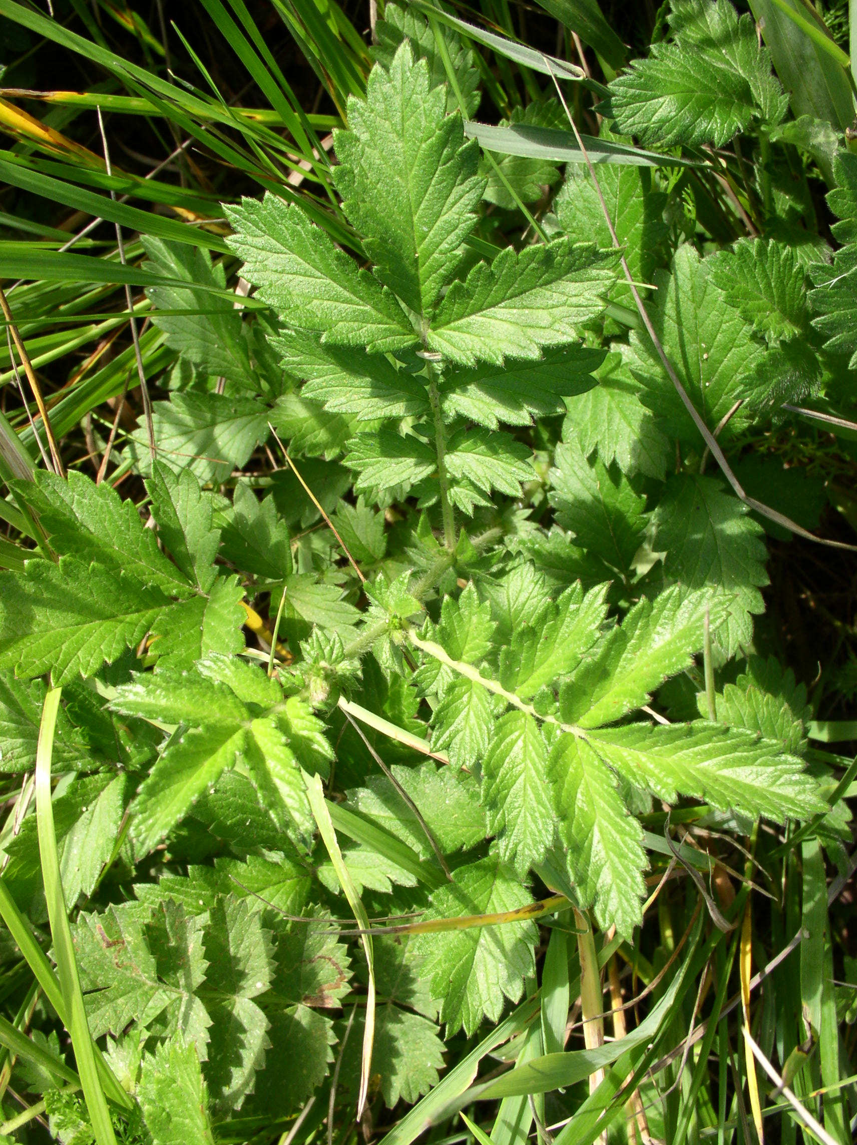 معرفی و راهنمای پرورش گیاهان زینتی فضای باز - غافث